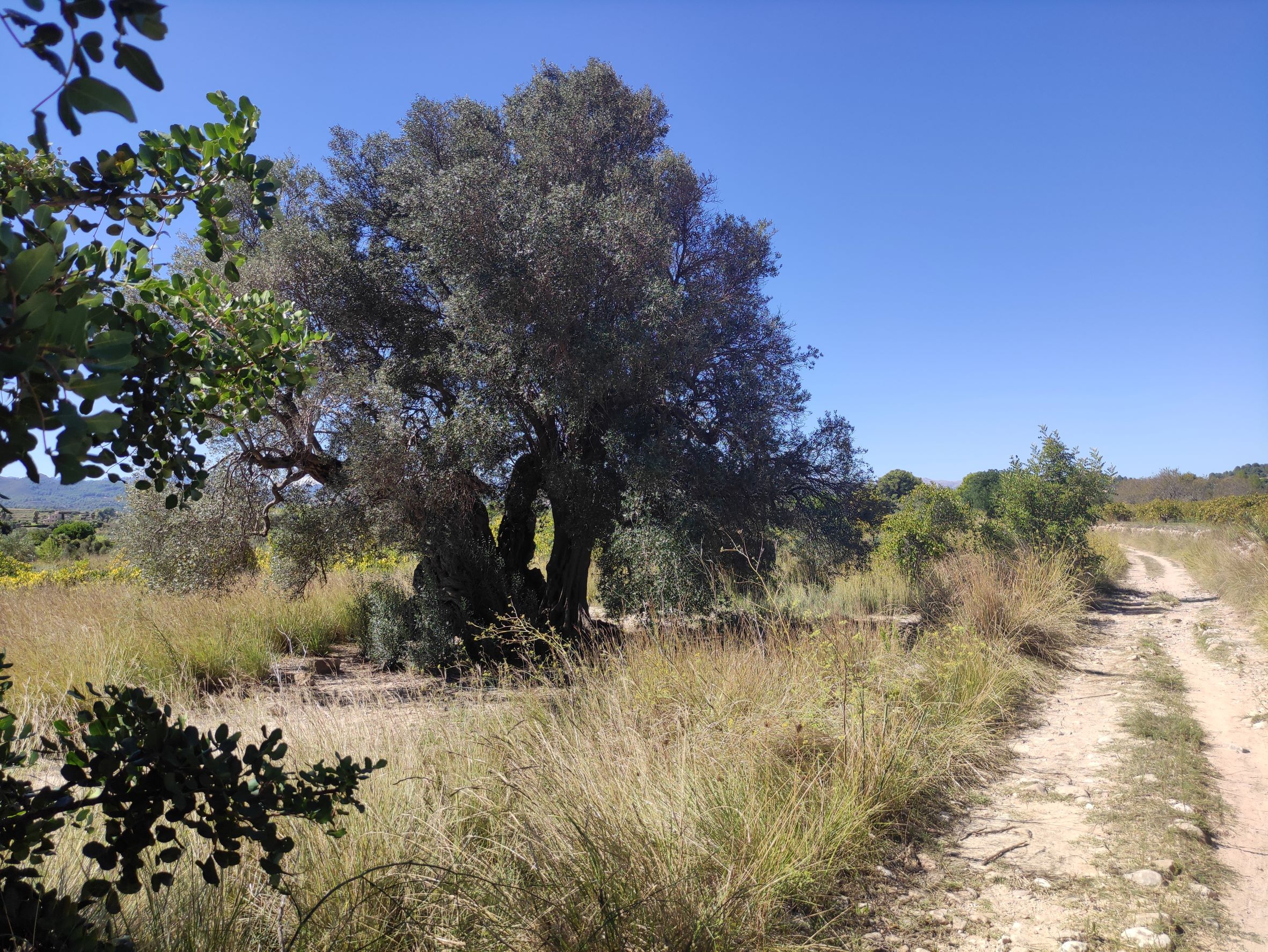 Macma Descubrimos La Marina Alta Arbres Monumentals